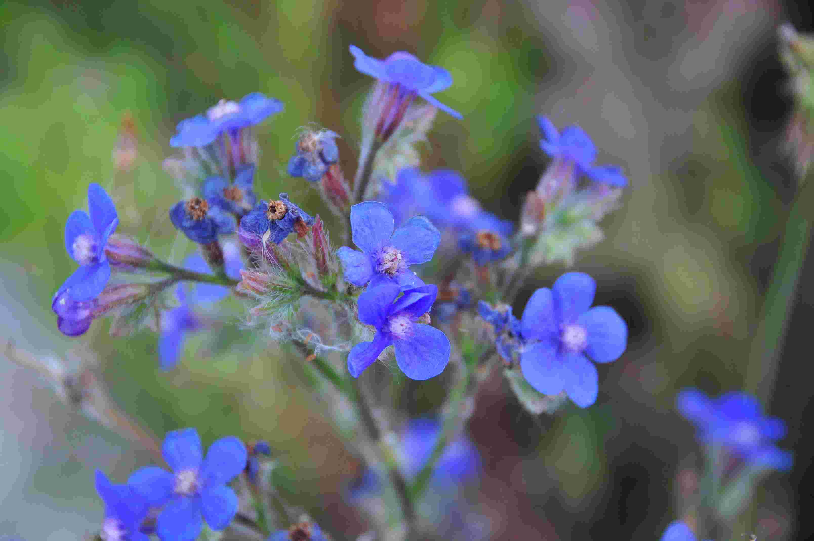 Anchusa azurea / Buglossa azzurra